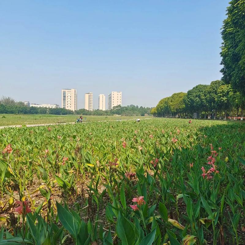 東莞生態園 都市綠肺，自然與科技交融的休閑勝地