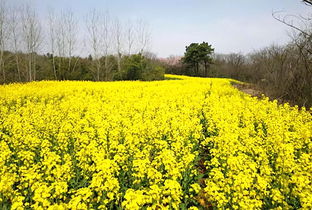 偷得浮生半日閑，一路踏青到平山——平山生態園春日游園采摘季歡迎您